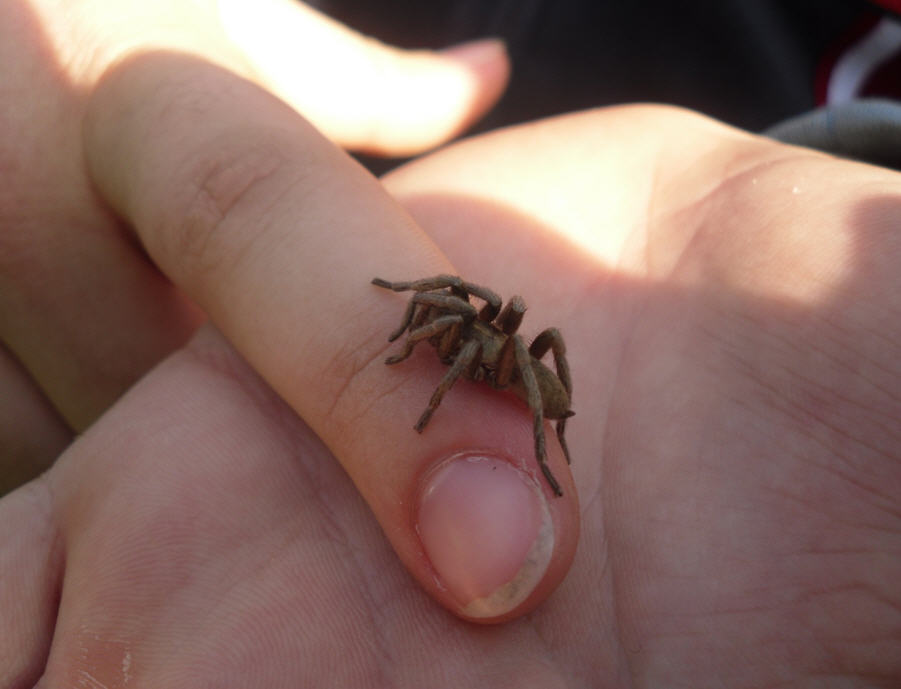 Ischnocolus triangulifer